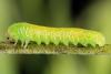 Tenthredo sp.